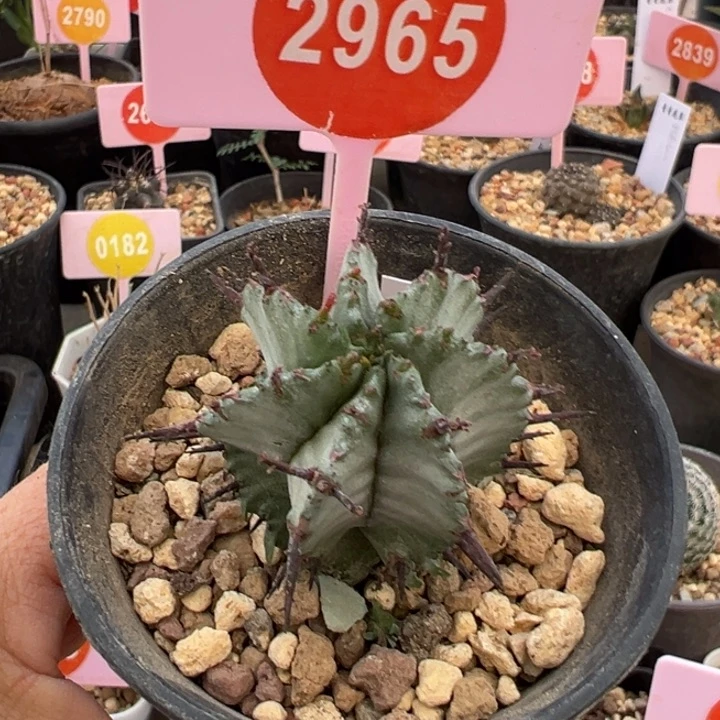 白衣魁伟玉仙人球2965