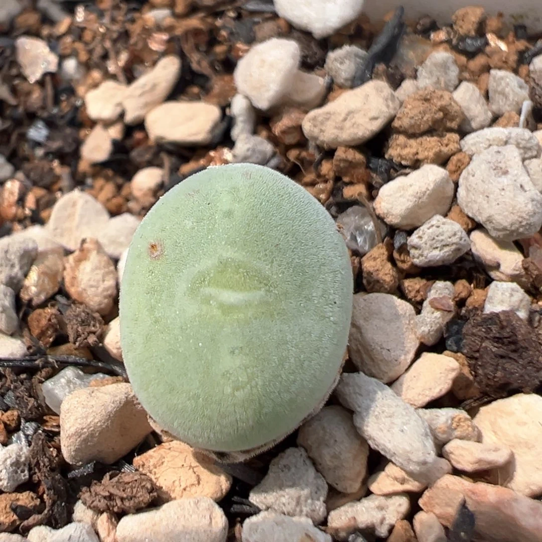 承32多肉植物百科波斯地毯