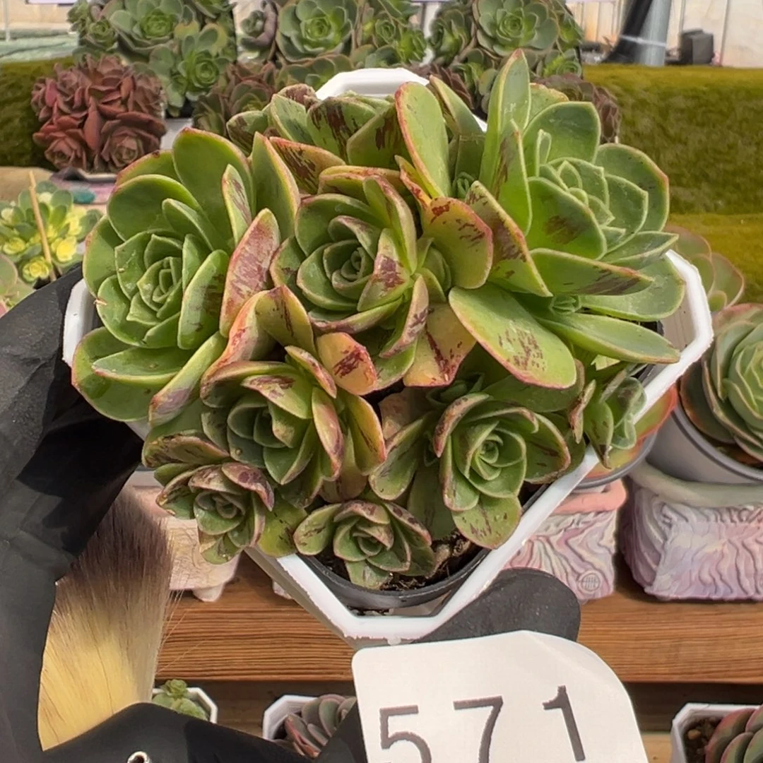 571拉丝万花筒6厘米