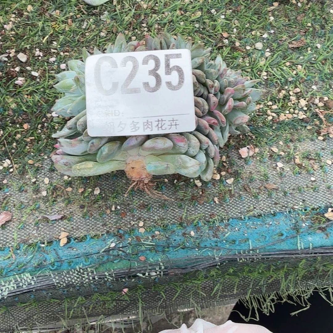 星影v腿缀呀呀呀呀