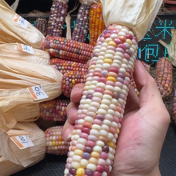 *****吊坠柏香籽/百香籽