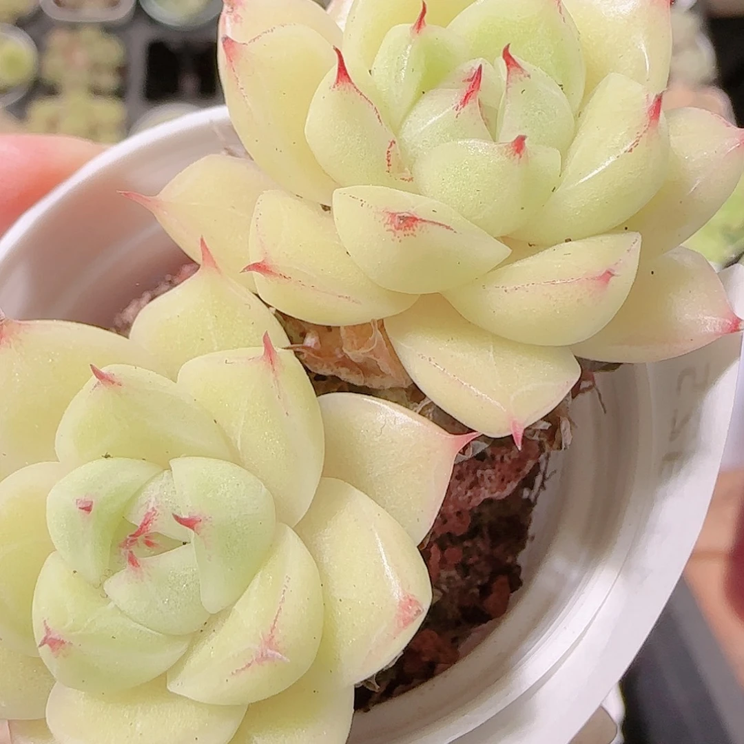 花语逸镜1125-199散