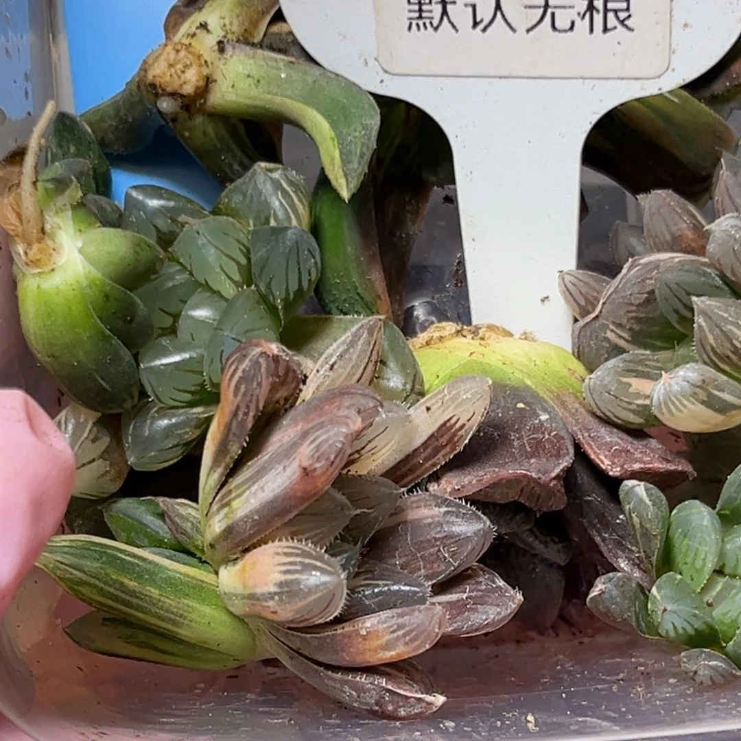 二*恭喜发财大吉大利552