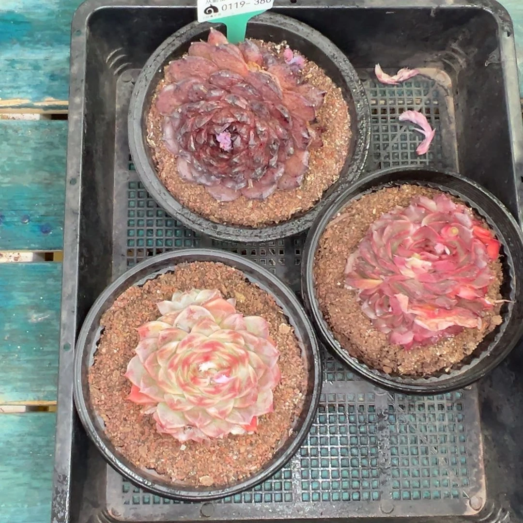 多肉一物一拍0119-380