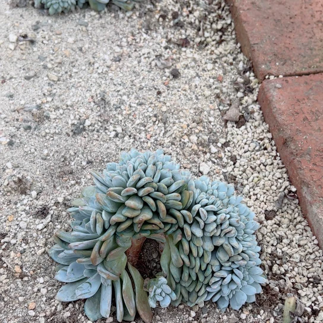 不寄卖、包24小时内开箱黑腐。