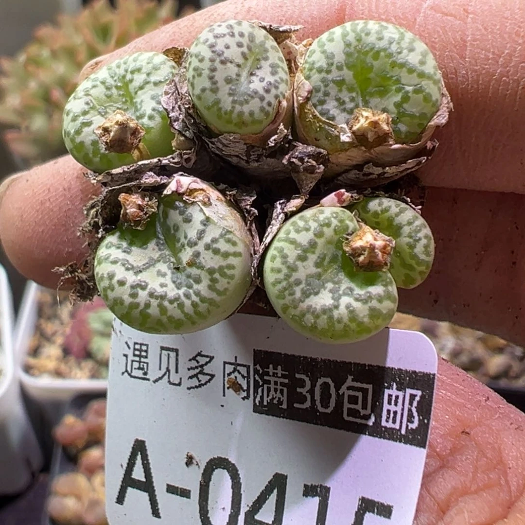 多肉植物1111111111111