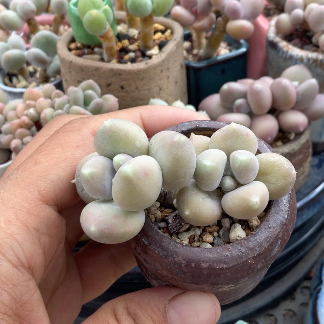 汉堡包奶老庄一体