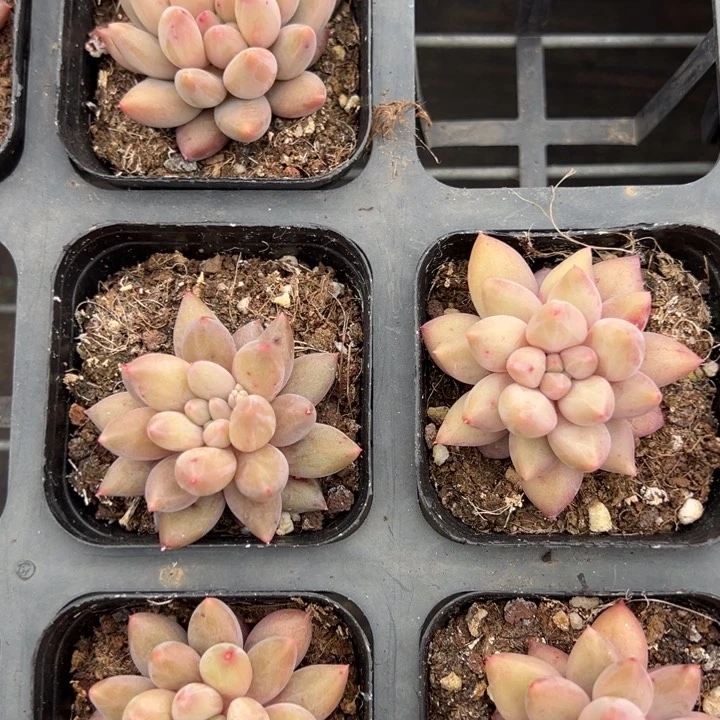 红蜻蜓单头一颗量拍多肉满20包邮初7发