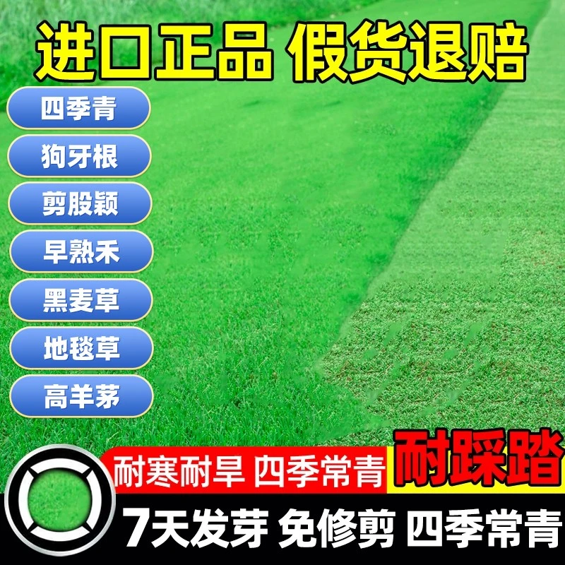 草坪早熟禾四季常青黑麦草高羊茅庭院种子绿化护坡狗牙根黑麦低矮