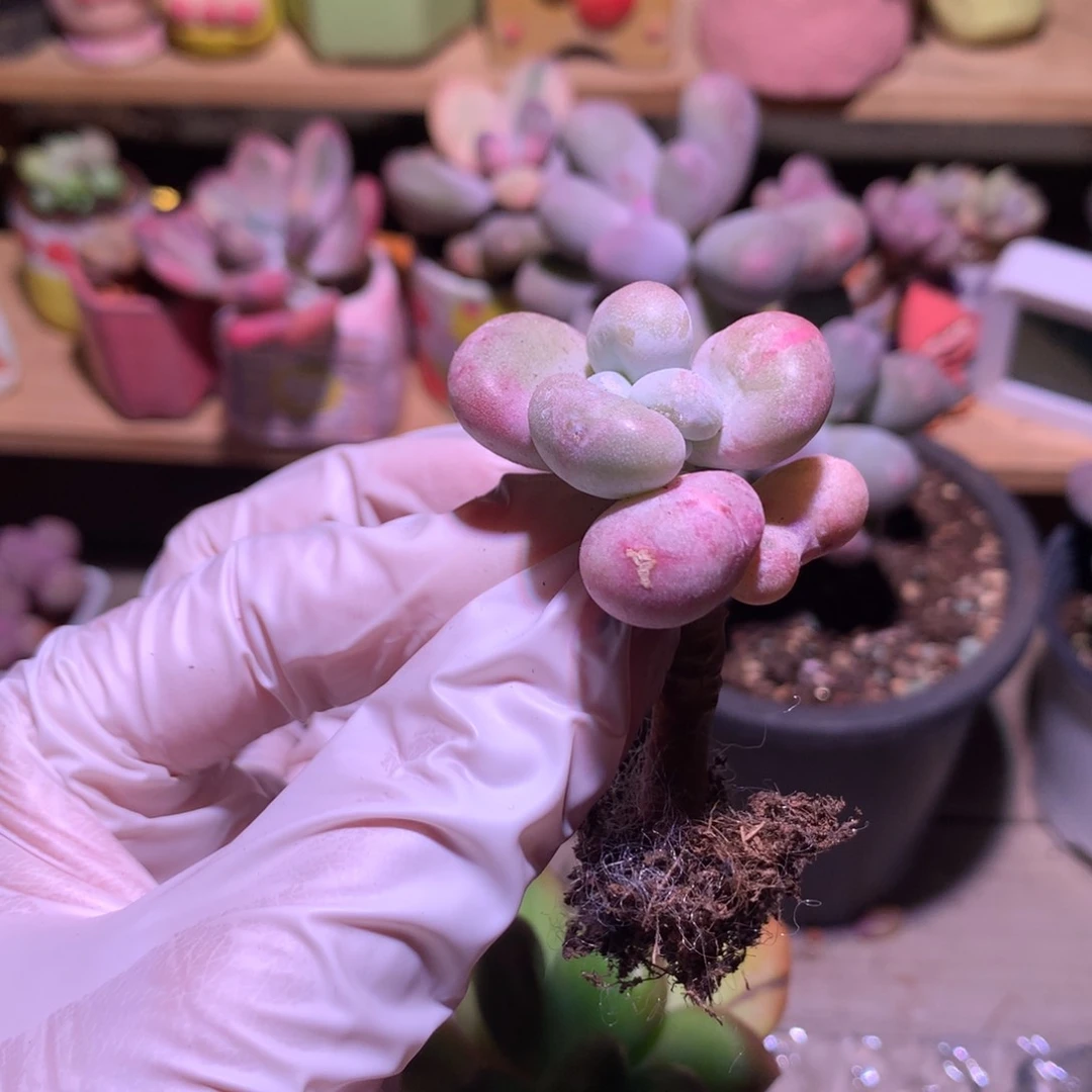 油煎奶酪多肉，锦油煎锦