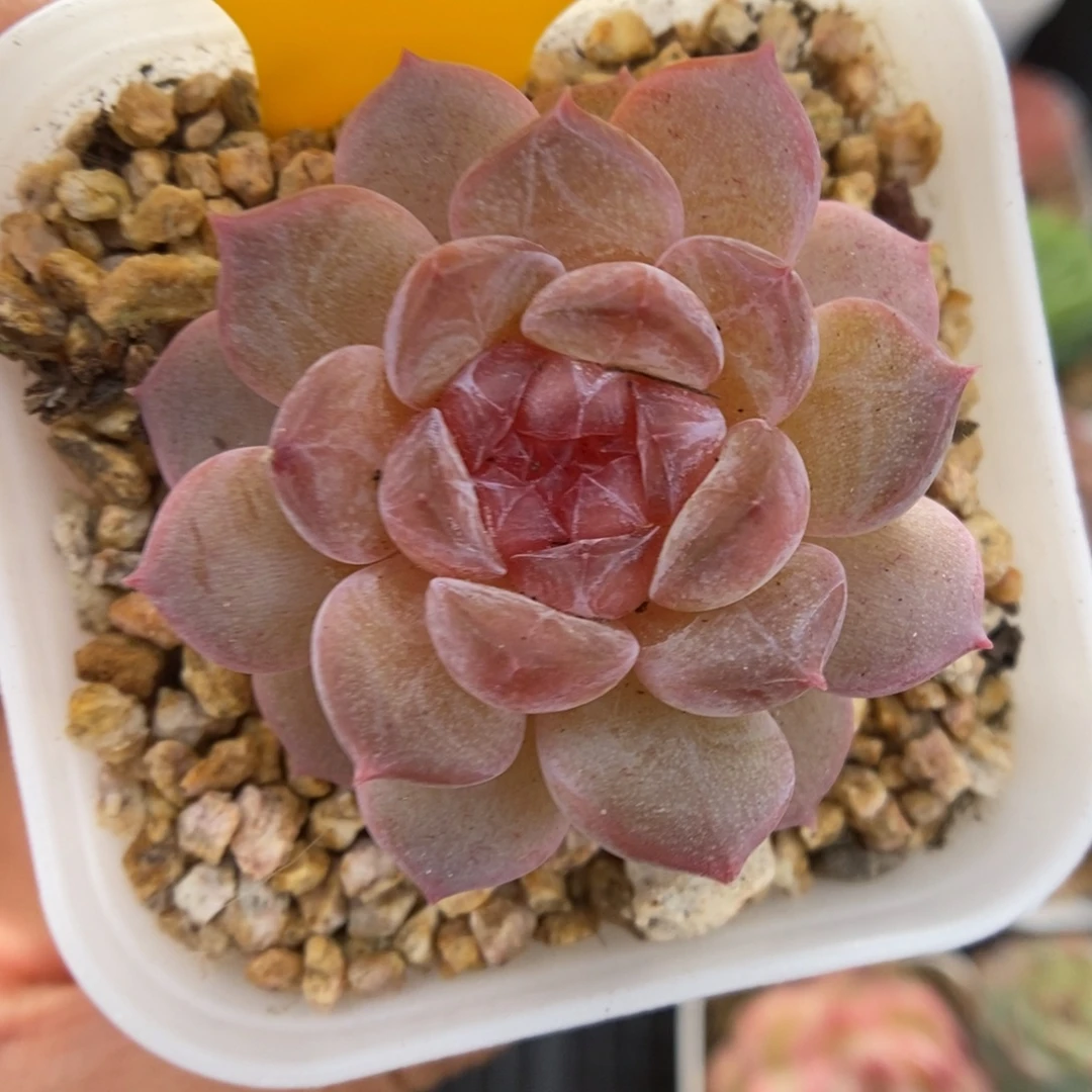 容止甜心可拍815号。