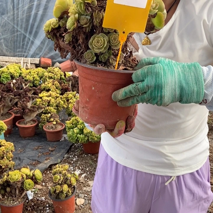 东***方473万缀化朵朵老桩老桩