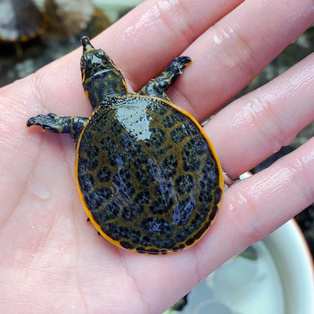 不分公母宠物龟豹纹猪猪鳖