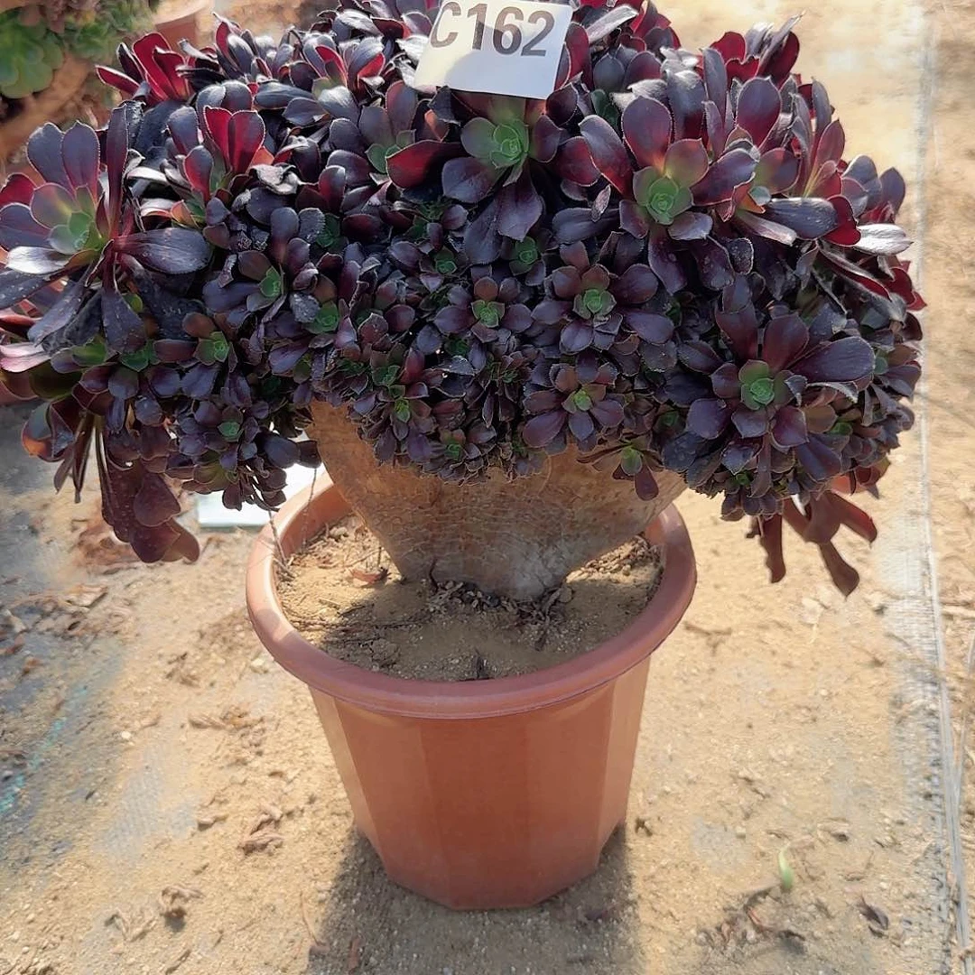 162欧紫朵朵一颗呀