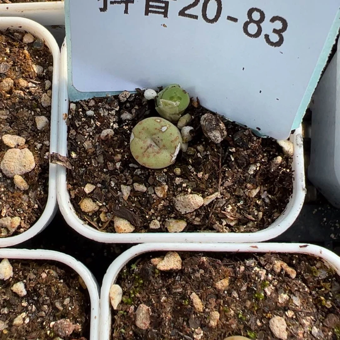 20-83肉锥多肉植物