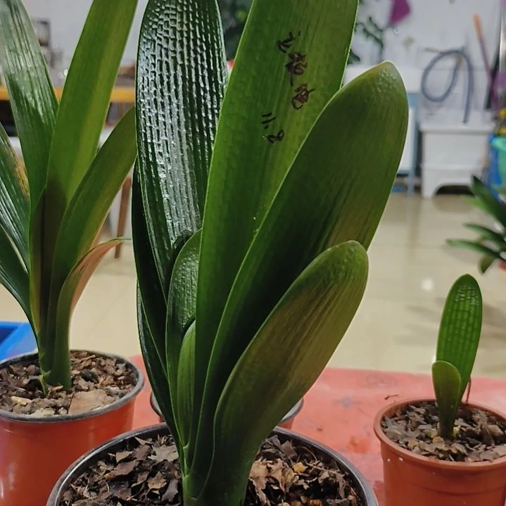 完全开放鑫子兰苑杜杜