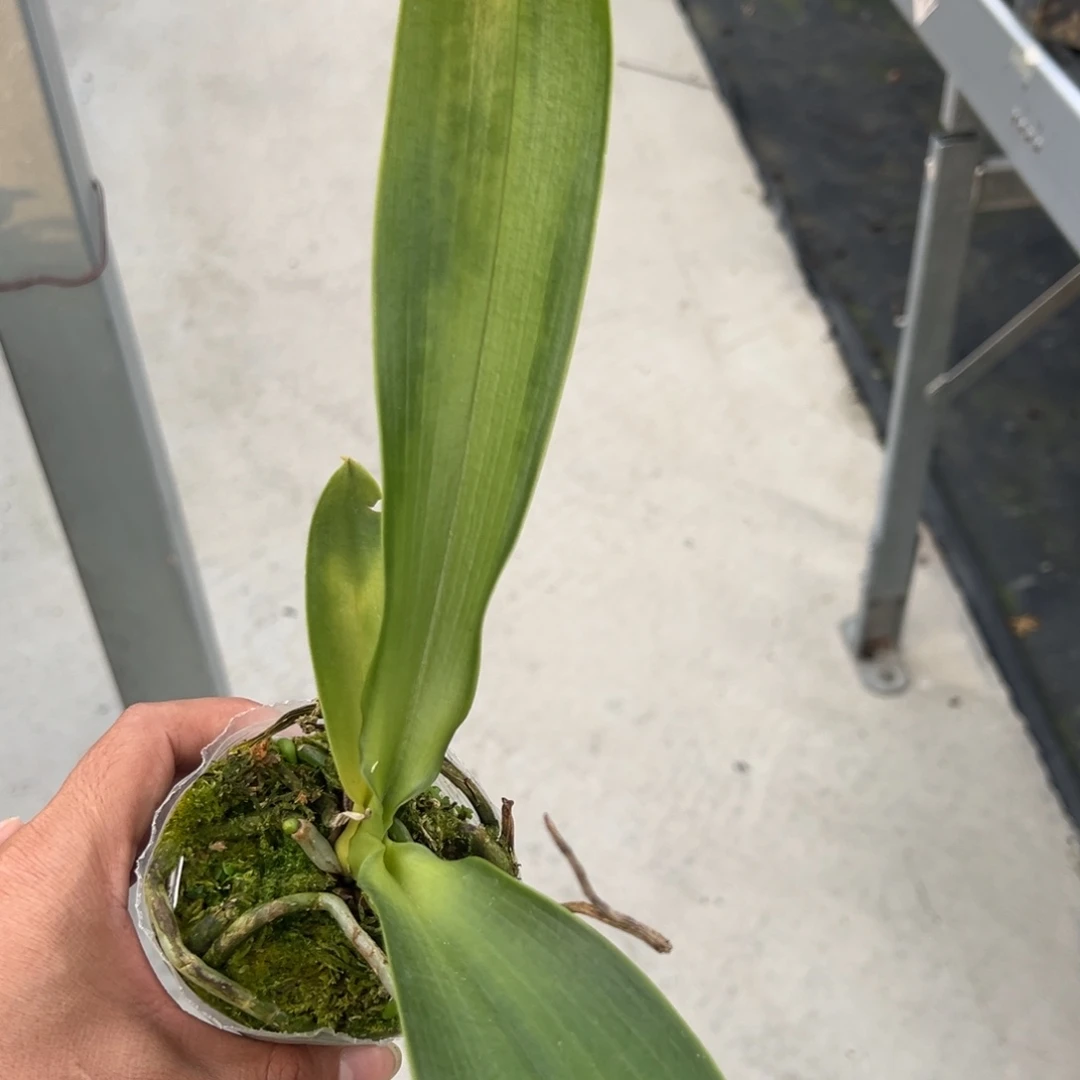 当前无花栽培后可以开花特价（红或蓝）路德不售后