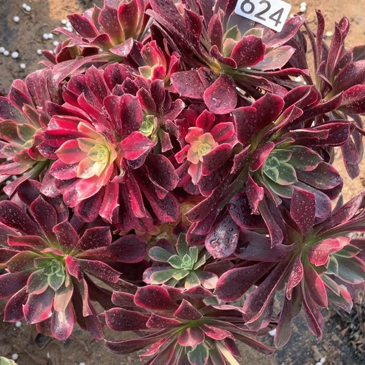 624多肉植物金丝雀