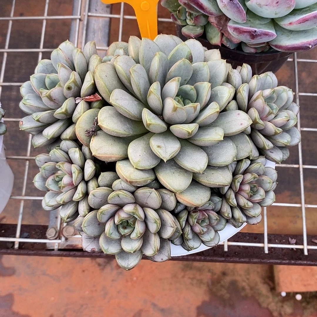 我***子葡萄563。
