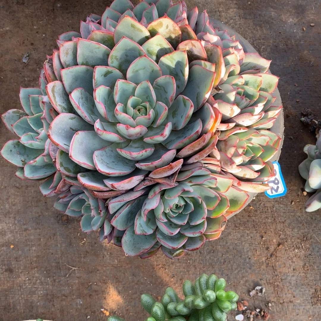 892赫拉 一物一拍多肉