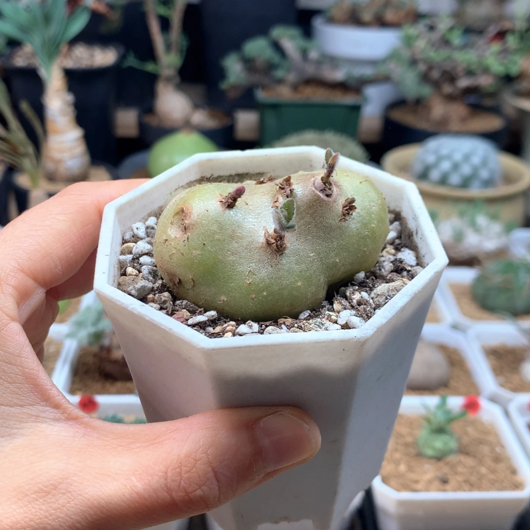 白花断崖女王脱土多肉