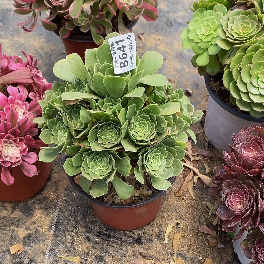 641绿羊绒开播福利多肉