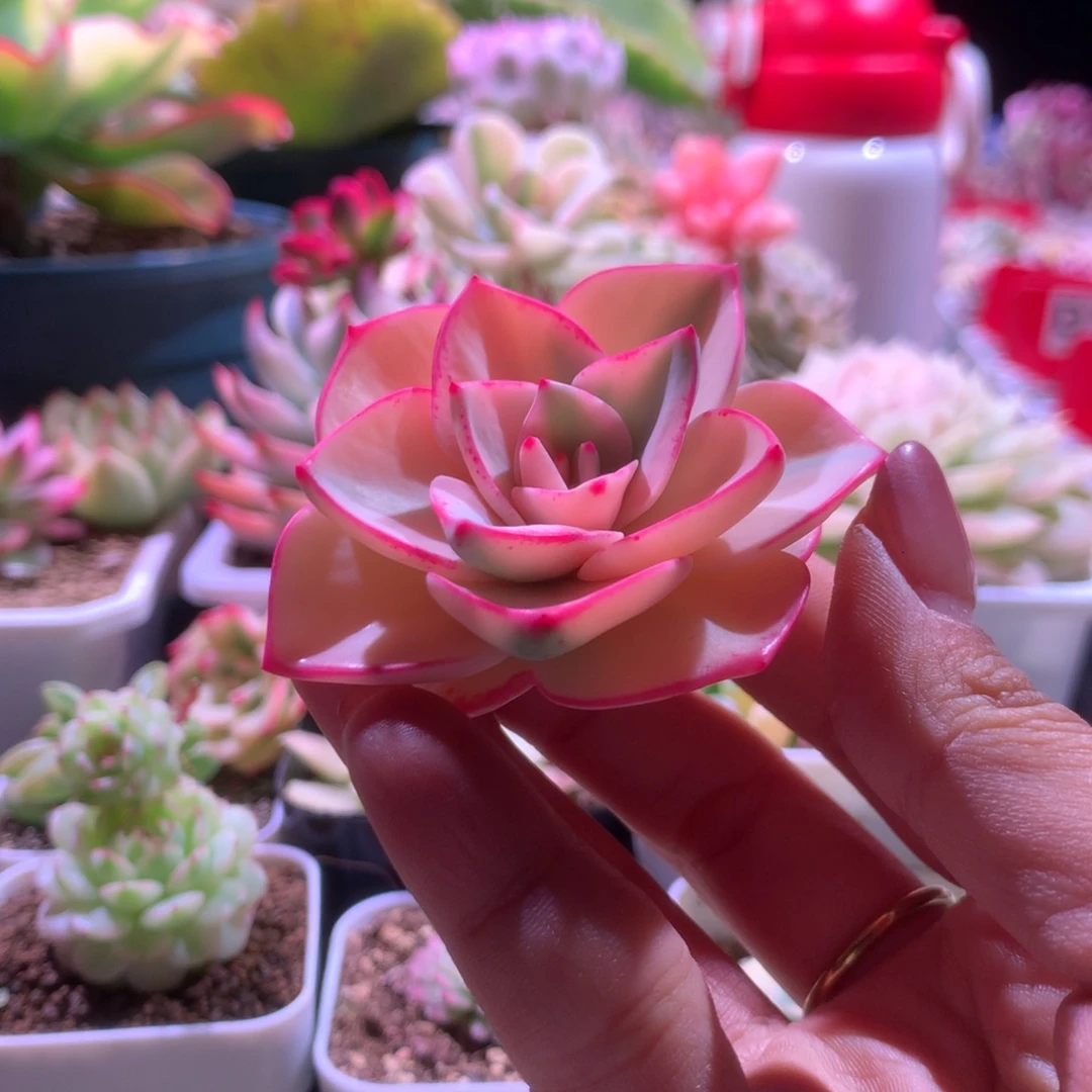 剑斯诺娃锦砍头无根