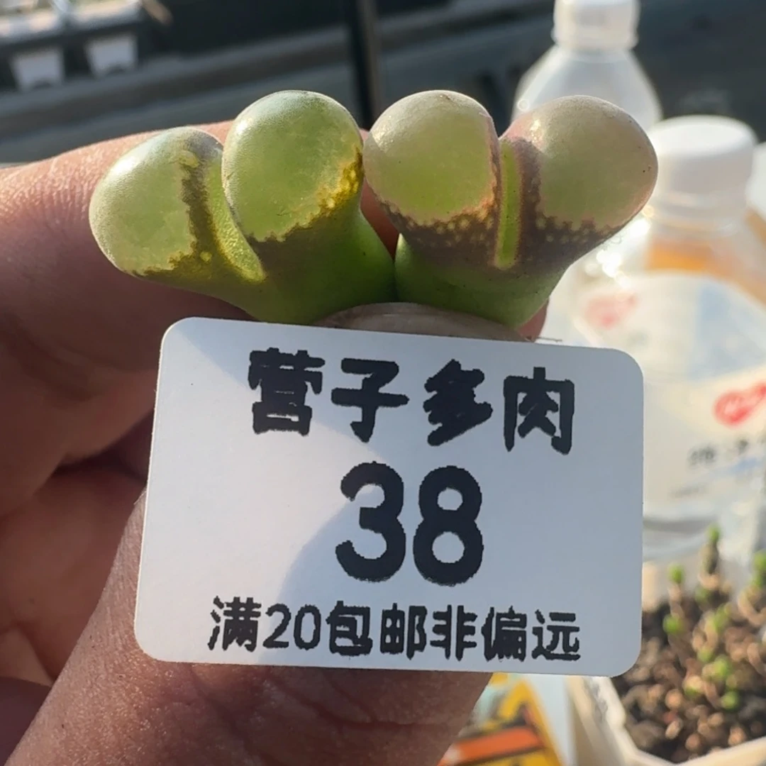 红宝石。