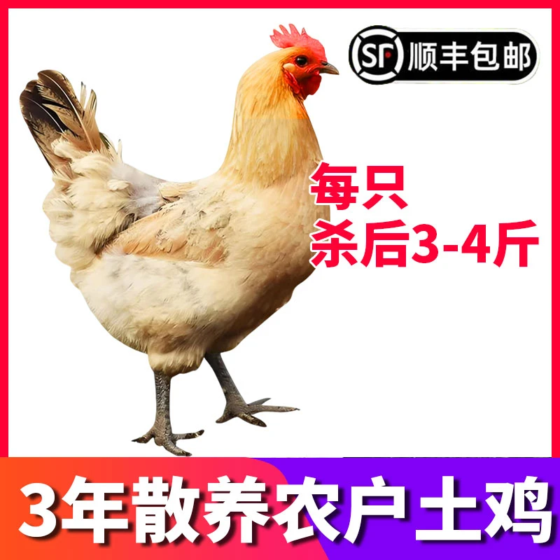 【3年老母鸡】农家散养月子孕妇炖汤土鸡正宗走地笨鸡现杀新鲜整鸡