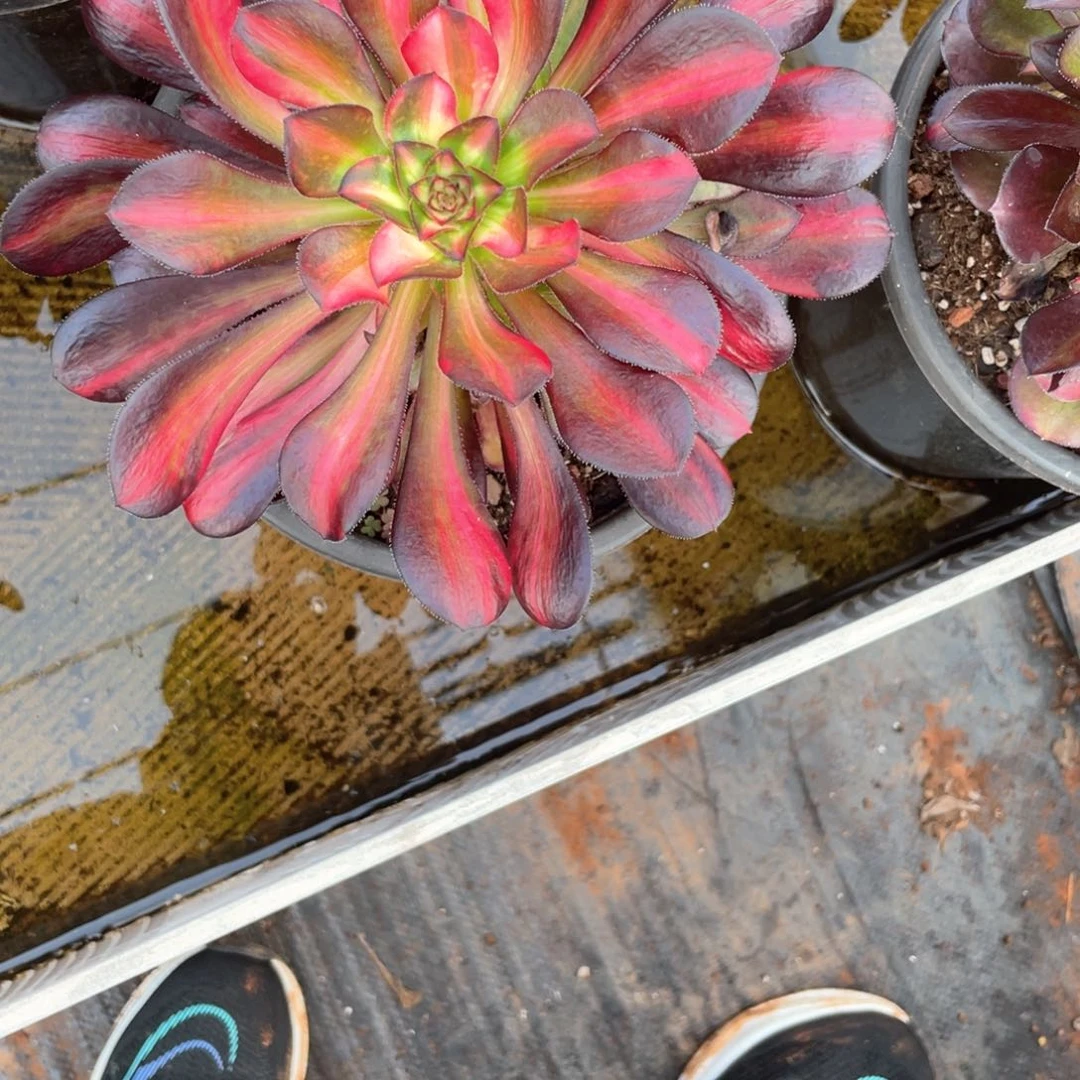 猫***?花蝴蝶完美手捧花