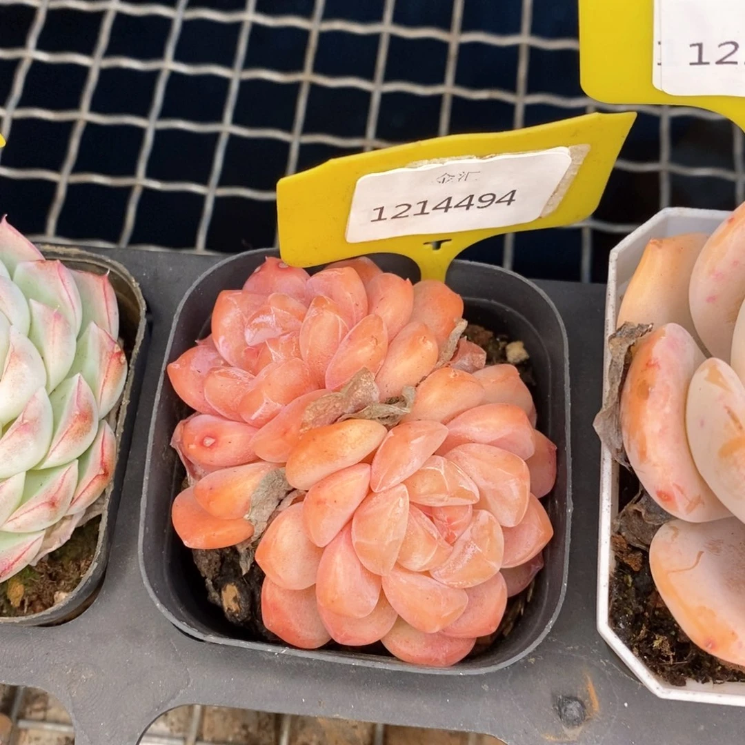 福利多多。1214494