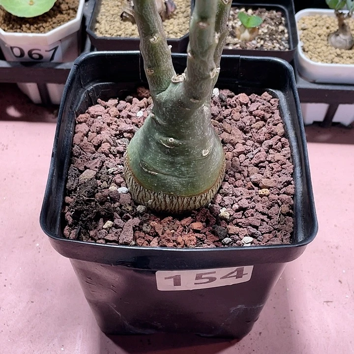 154大幻蝶蔓徐福酒翁