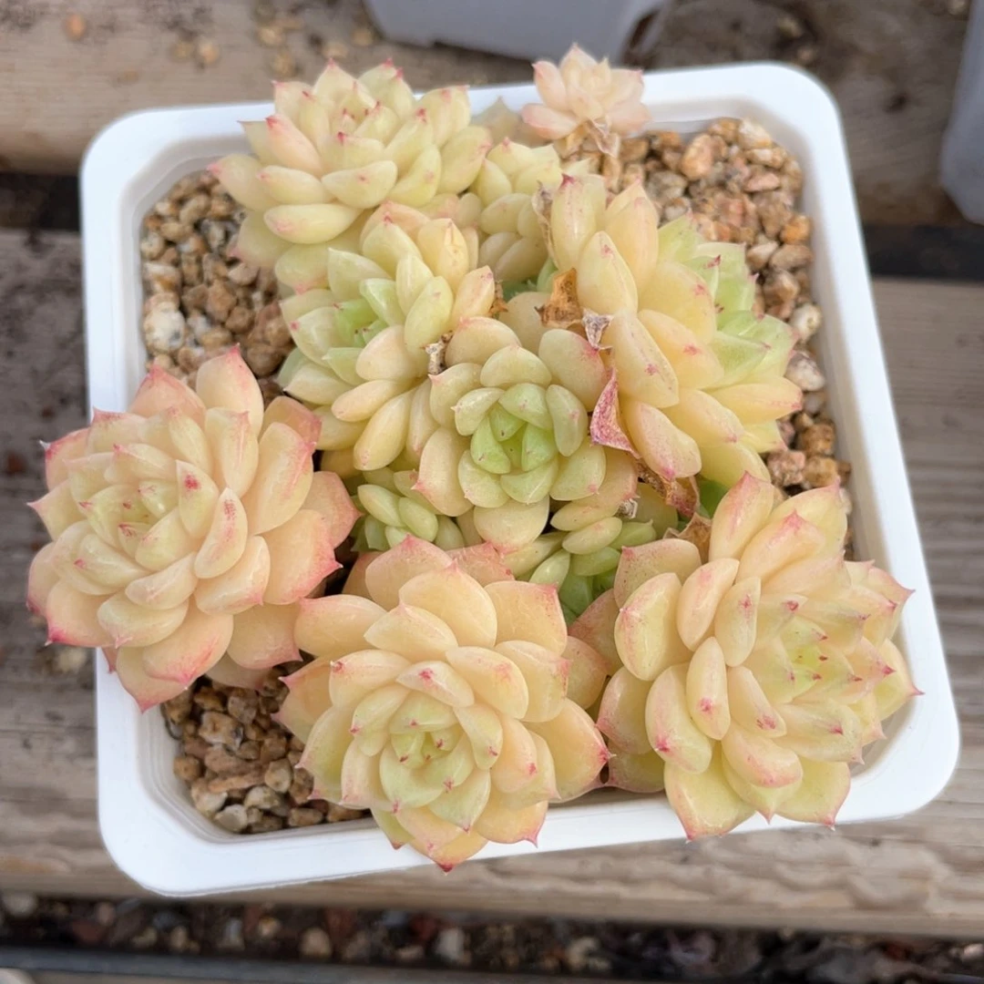 优选麦杆飘枝1075