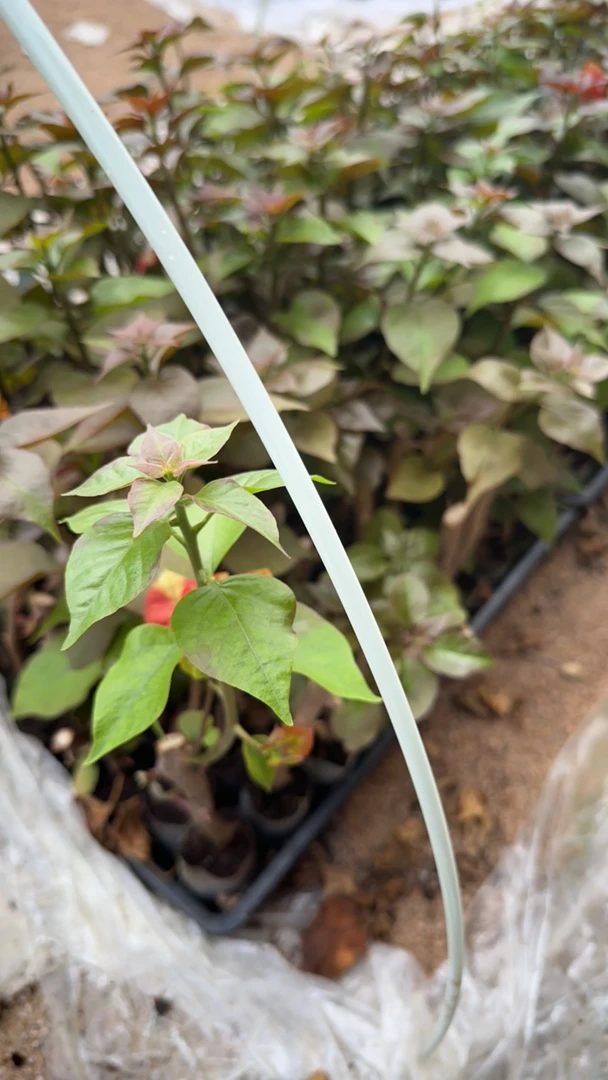 福利新品三角梅粗杆不售后