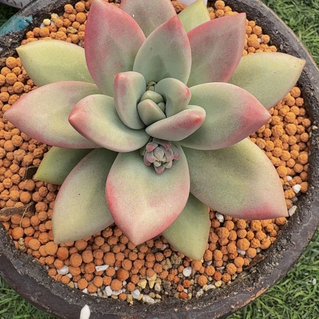 湖**色赫本露丝单头发货