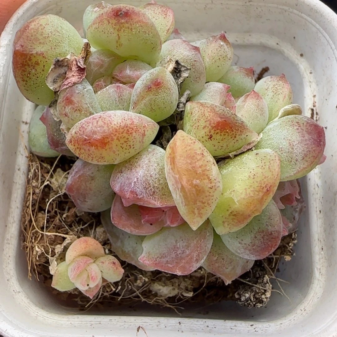 【满29包邮非偏远】676糖心6头整群