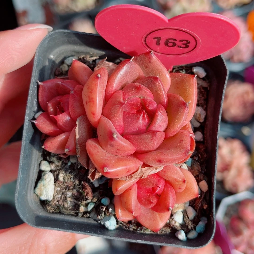 163号小老桩珍妮群