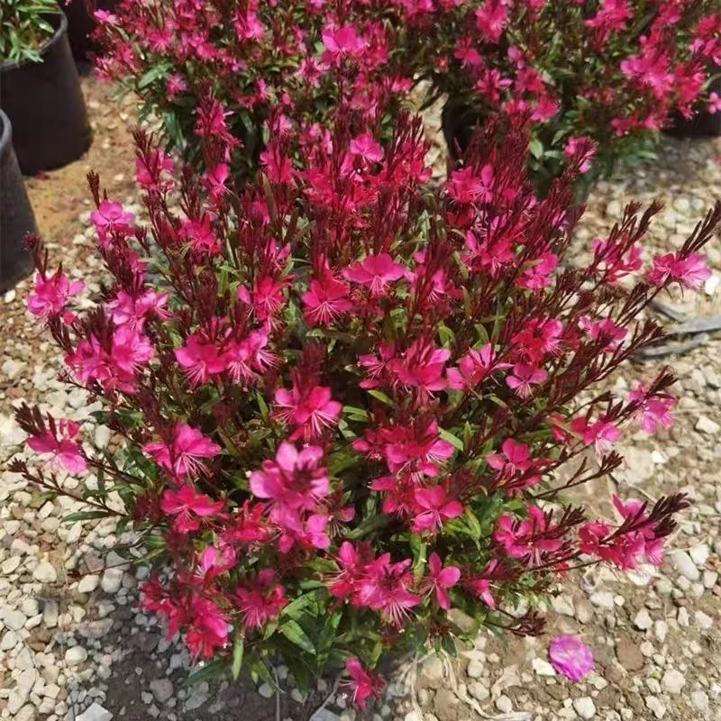 千鸟花 大苗盆栽紫叶耐寒耐阴花卉 多年生阳台花宿根花卉植物盆栽