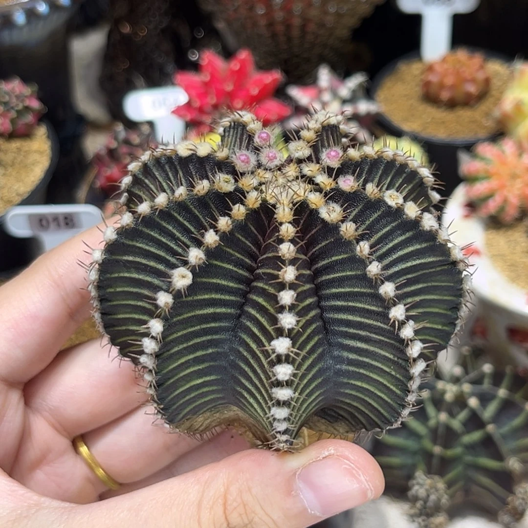 B***dbe专拍链接—————-