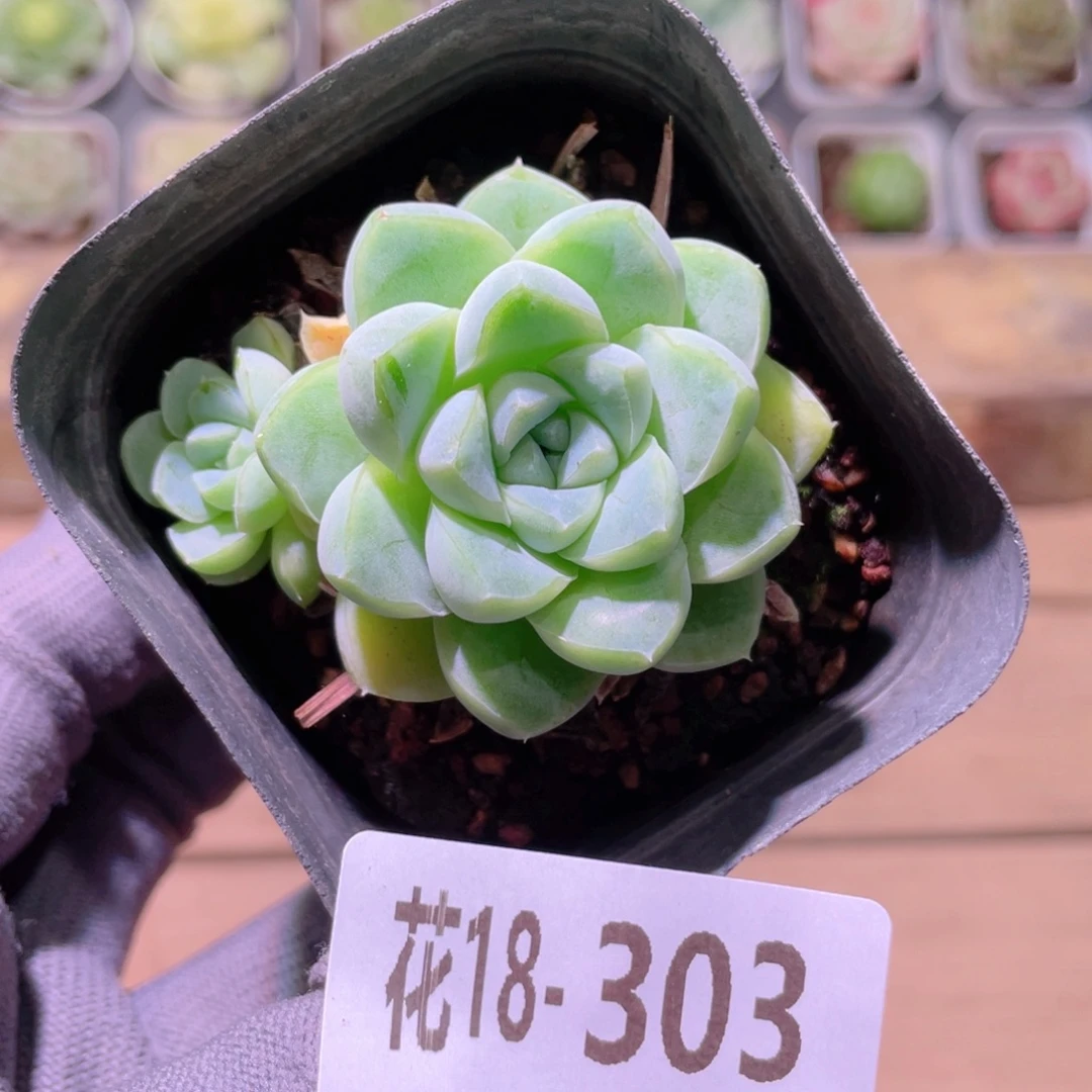 花利美18-303厚叶月影