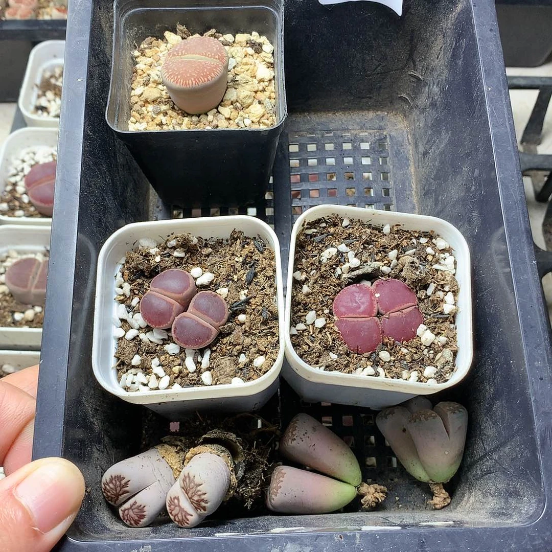 瓶**鱼Y379多肉植物保护研究所