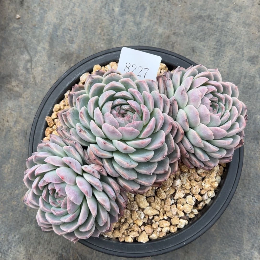 明***我8227多肉多多多多多