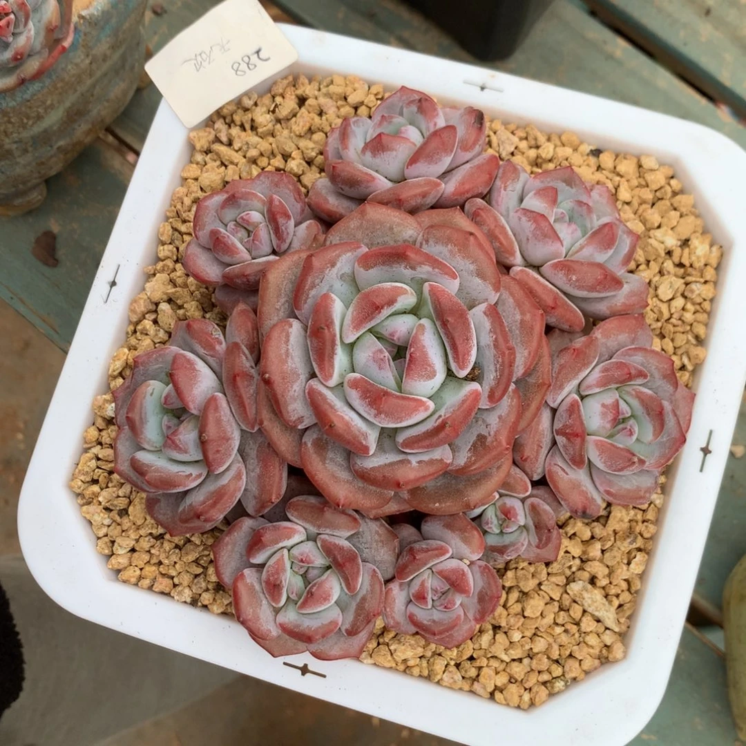 石榴籽无砍花花花花