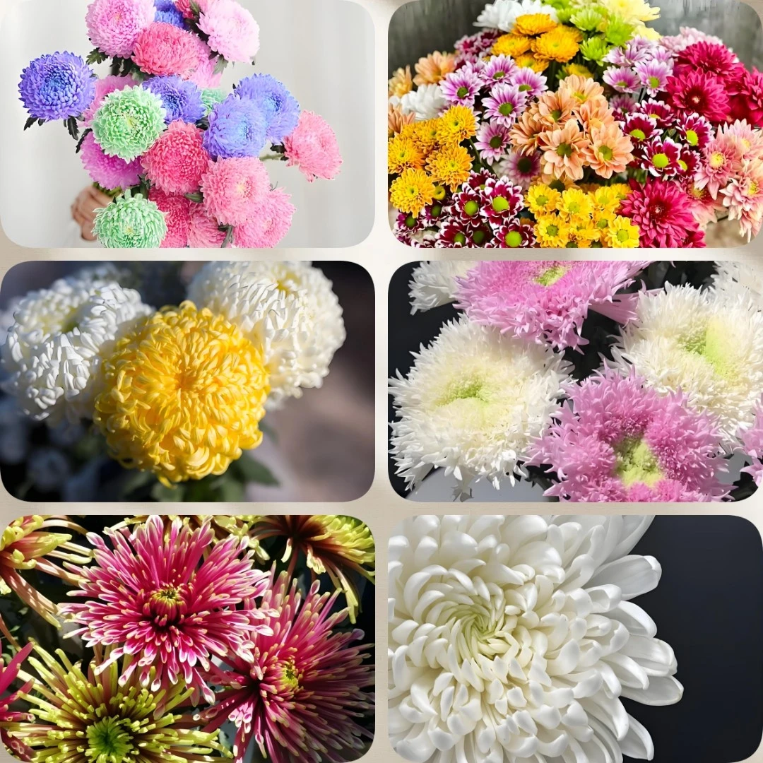 【沈阳鑫悦花坊鲜切花】菊系列
