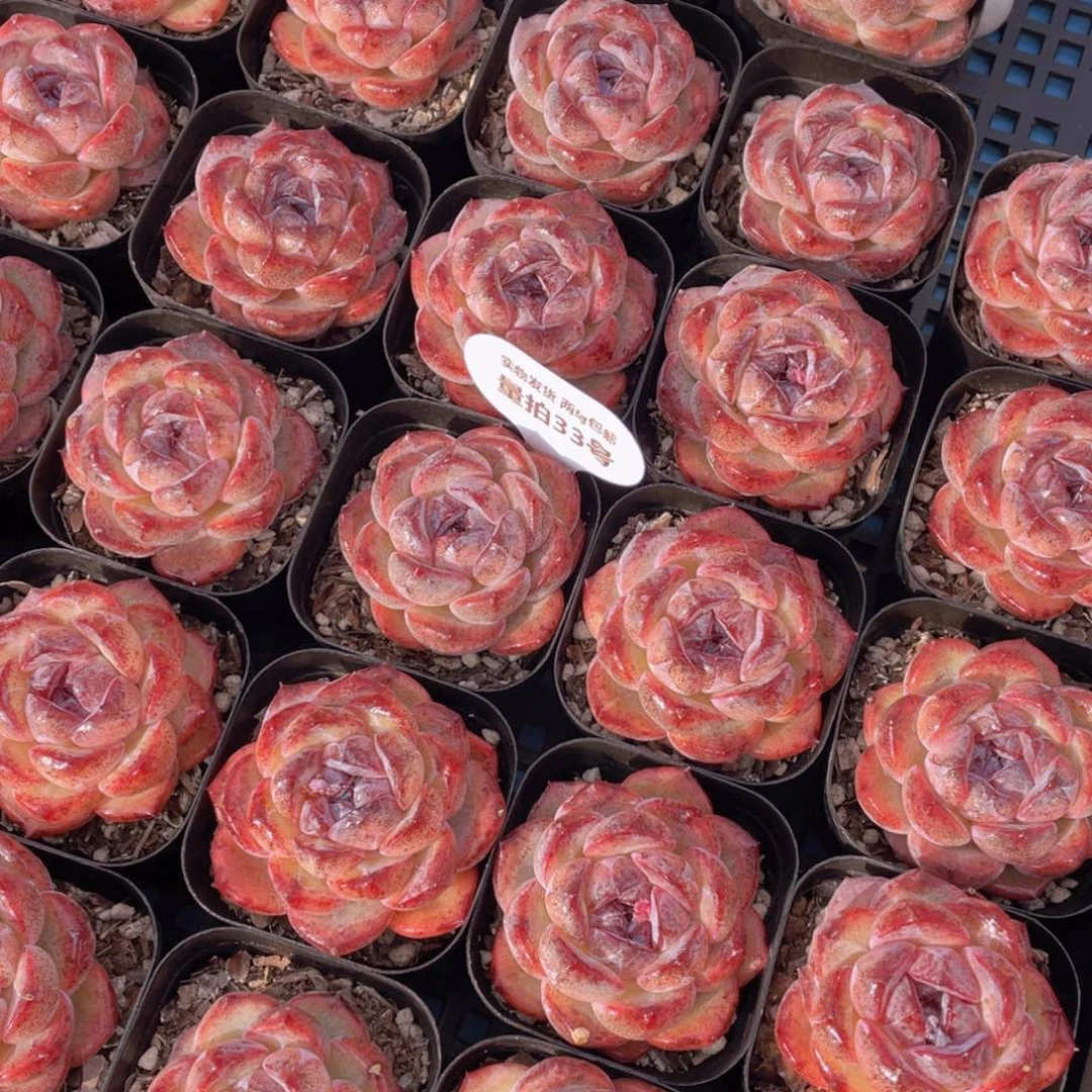 量拍33号全状态丸叶黑橙单头一个