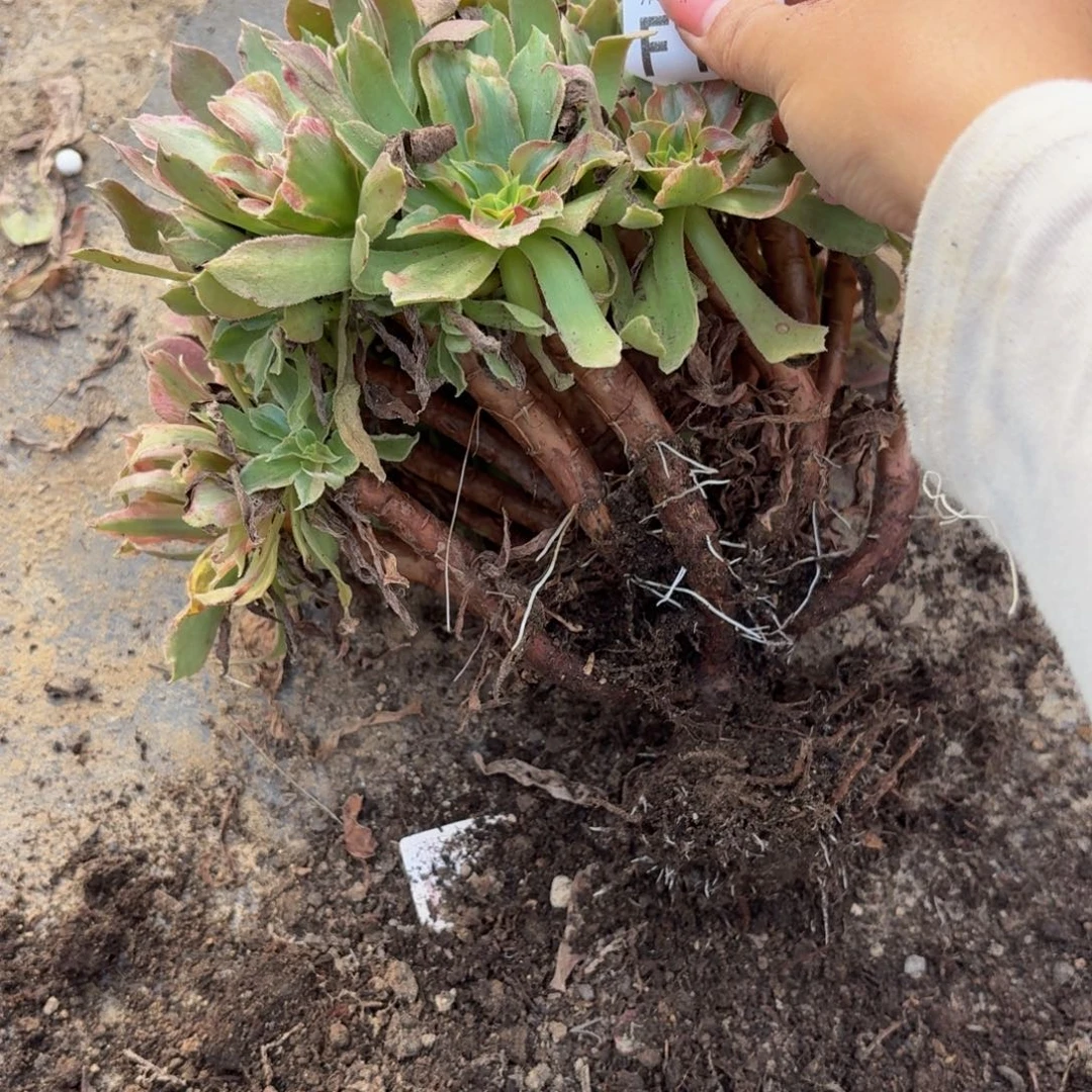 141多肉植物捧花的时候