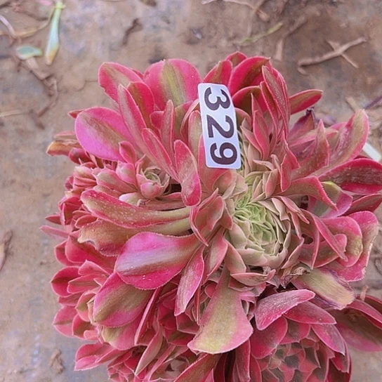 金*姐多肉植物一个