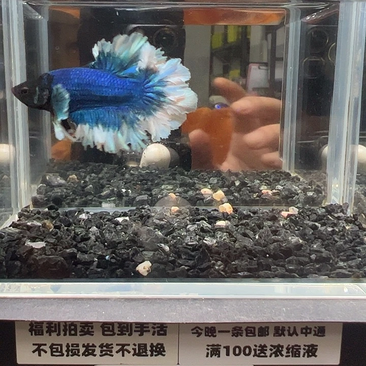 斗鱼跑单拉黑4日81