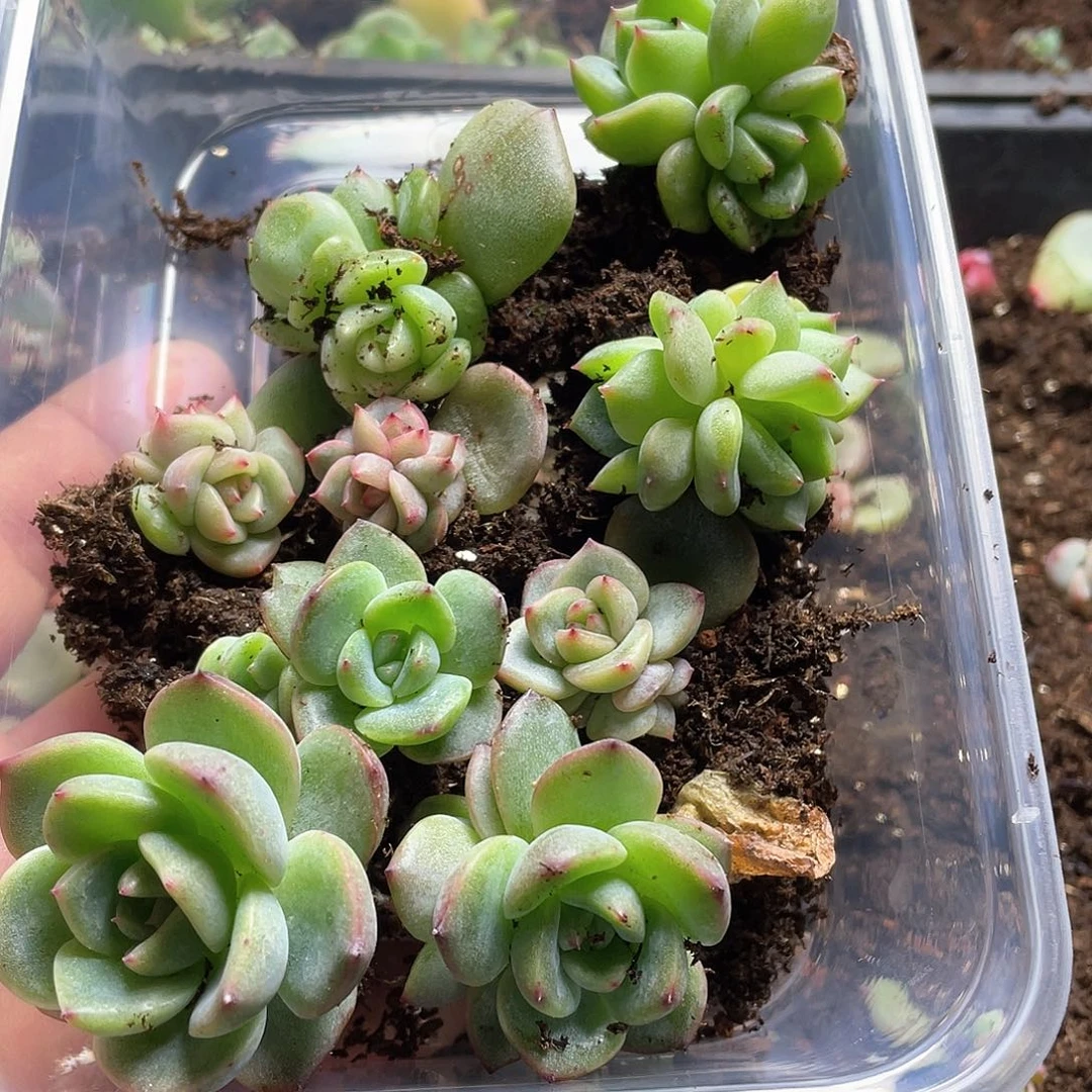 小**灰珍妮混一物一拍190