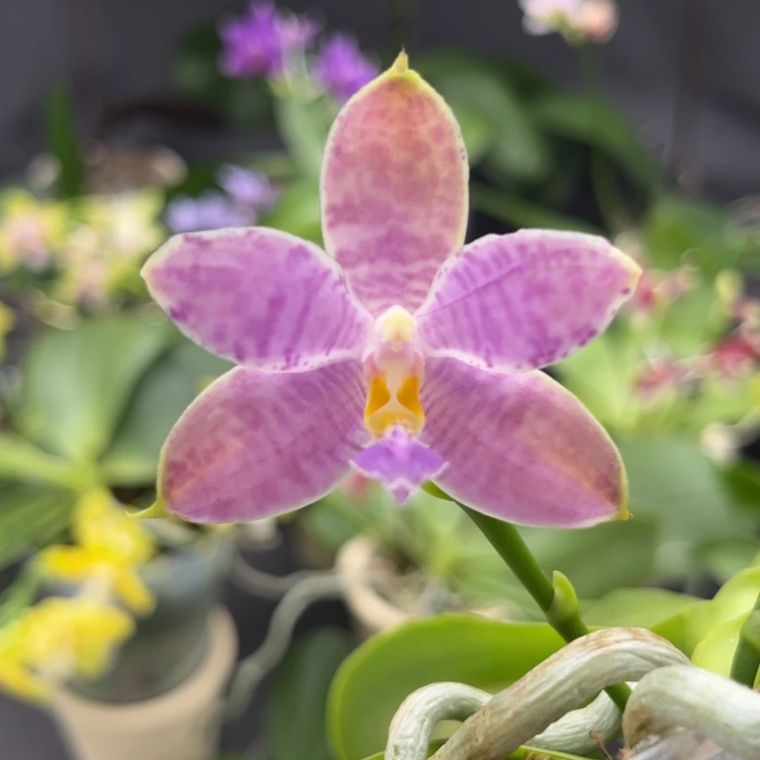 完全开放2.5寸3681开花株